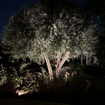 Landscape Lighting in So Cal