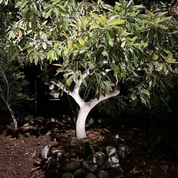 Landscape Lighting in So Cal