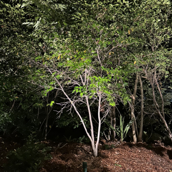 Landscape Lighting Installers in Los Angeles