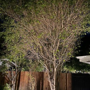 Landscape Lighting in So Cal